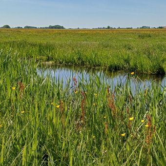 Grutte Polder - Lange Hoek / Sandra Peters