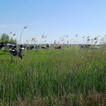 Grutte Polder - Lange Hoek / Sandra Peters