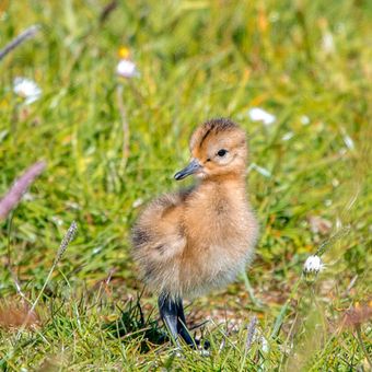 Grutto / Hans Klikklak, Fotogalerij